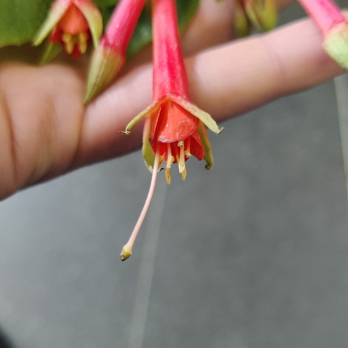 Fuchsia fulgens (Brilliant fuchsia) — photo