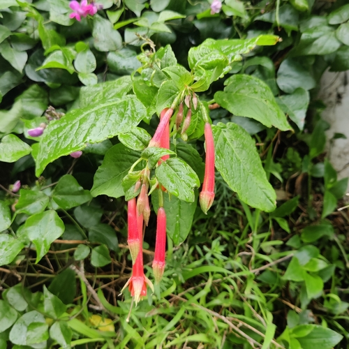 Fuchsia fulgens (Brilliant fuchsia) — photo
