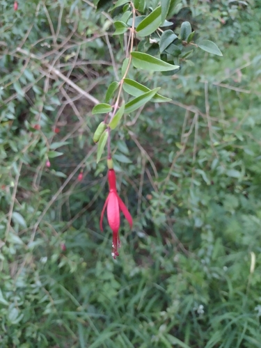 Fuchsia hatschbachii — photo