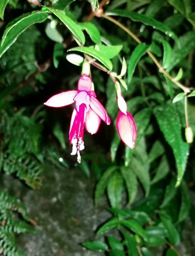 Fuchsia hatschbachii — photo