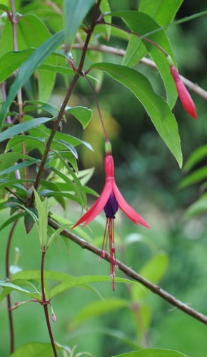 Fuchsia hatschbachii