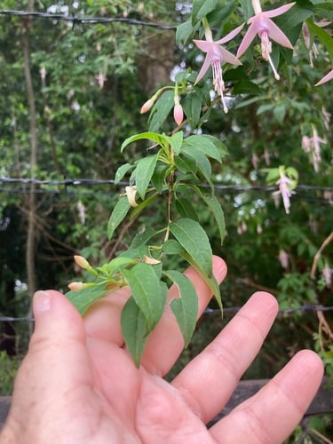 Fuchsia magellanica (Fuchsia) — photo