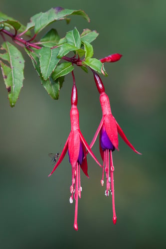 Fuchsia magellanica