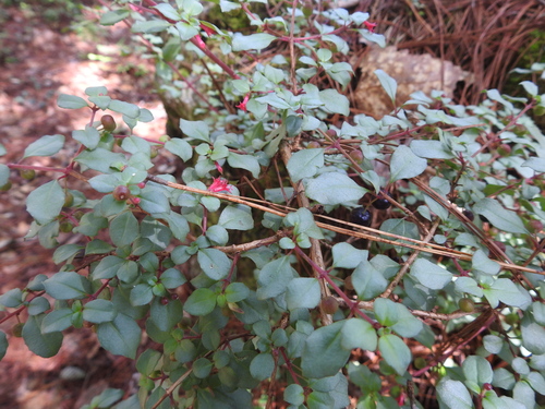 Fuchsia microphylla (Small-leafed Fuchsia) — photo