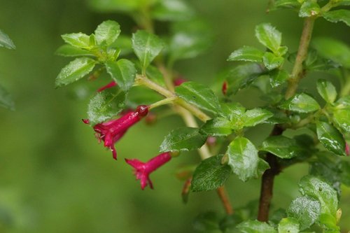 Fuchsia microphylla subsp. aprica — photo