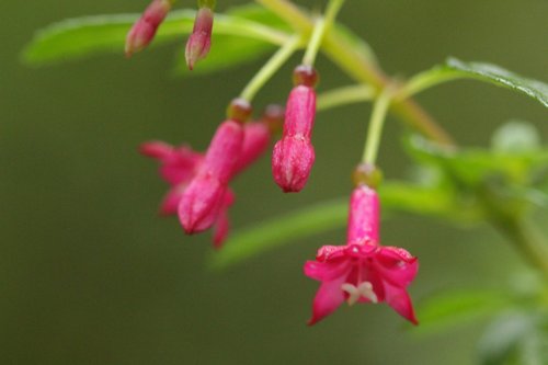 Fuchsia microphylla subsp. hemsleyana — photo