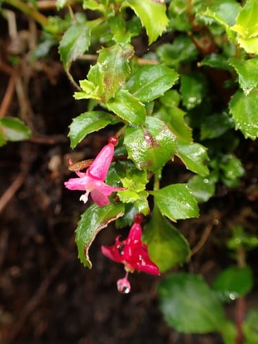 Fuchsia microphylla