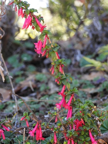 Fuchsia microphylla (Small-leafed Fuchsia) — photo