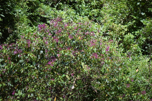 Fuchsia paniculata (Achiotillo) — photo