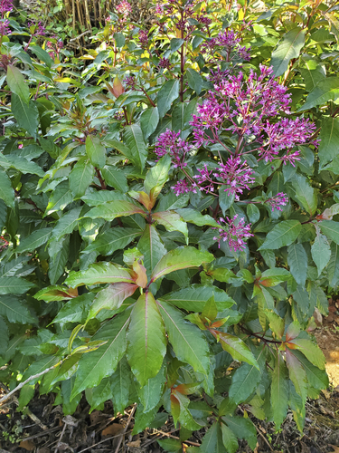 Fuchsia paniculata (Achiotillo) — photo