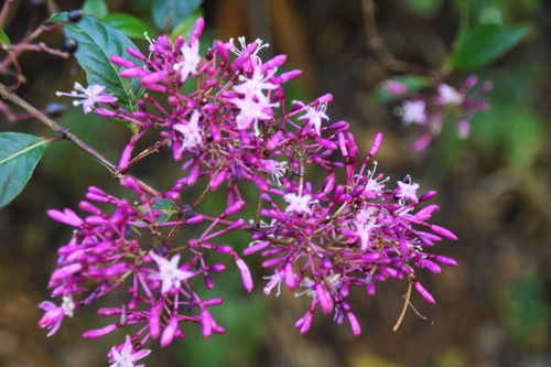 Fuchsia paniculata