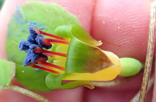 Fuchsia procumbens (Trailing fuchsia) — photo