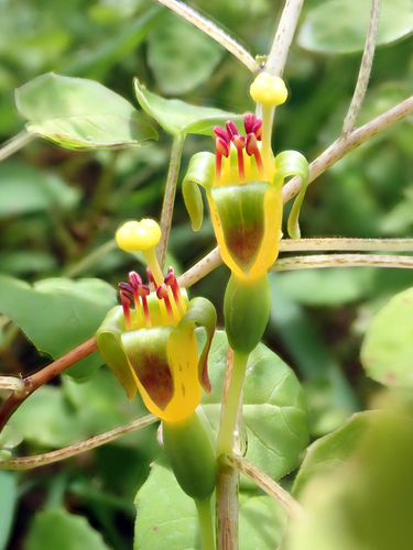 Fuchsia procumbens (Trailing fuchsia) — photo