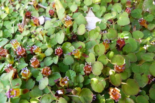 Fuchsia procumbens