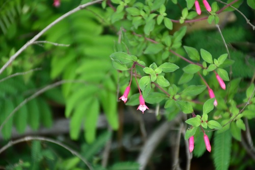 Fuchsia ravenii — photo