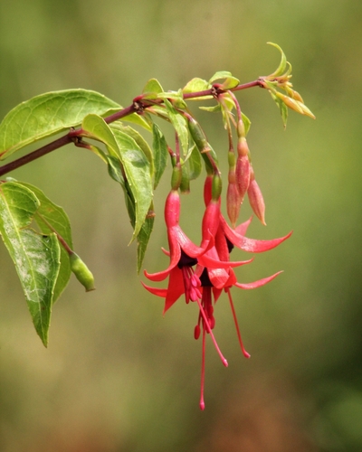Fuchsia regia (Vining fuchsia) — photo