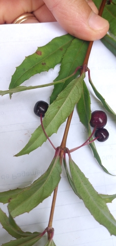 Fuchsia regia (Vining fuchsia) — photo