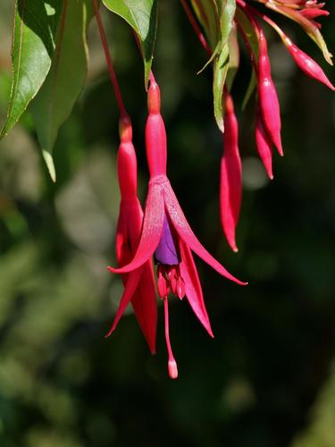 Fuchsia regia