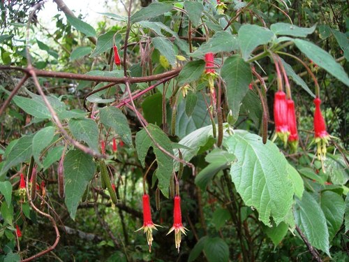 Fuchsia splendens (Platanillo) — photo