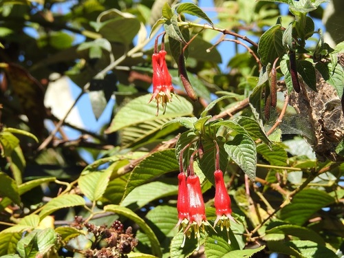 Fuchsia splendens (Platanillo) — photo