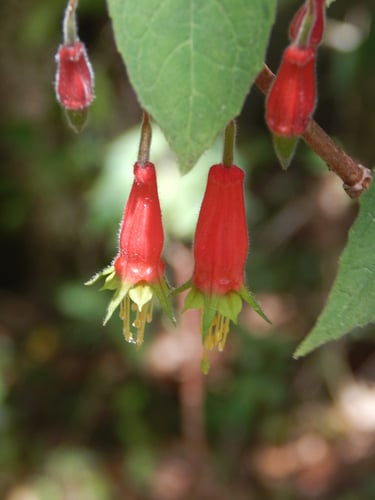 Fuchsia splendens