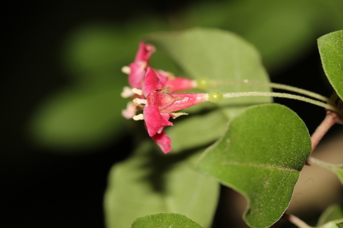 Fuchsia thymifolia — photo
