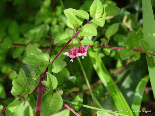 Fuchsia thymifolia — photo