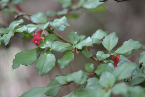 Fuchsia thymifolia