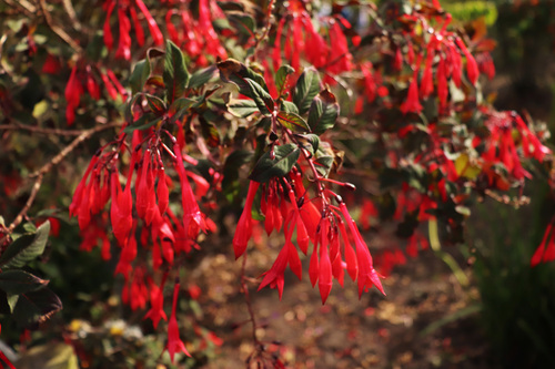 Fuchsia triphylla (Honeysuckle fuchsia) — photo