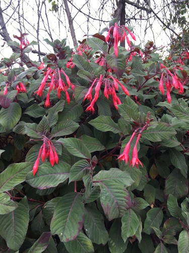 Fuchsia triphylla (Honeysuckle fuchsia) — photo