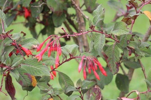Fuchsia triphylla