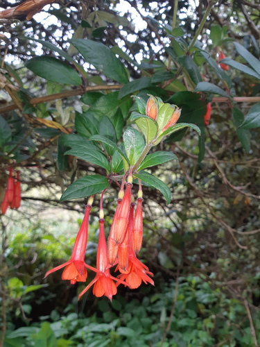 Fuchsia vulcanica (Zarcillos) — photo