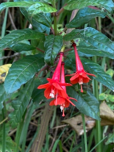 Fuchsia vulcanica