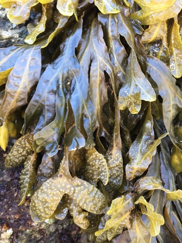 Fucus spiralis (Spiral wrack) — photo