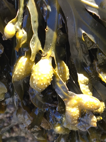 Fucus spiralis (Spiral wrack) — photo