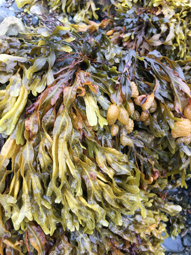 Fucus spiralis