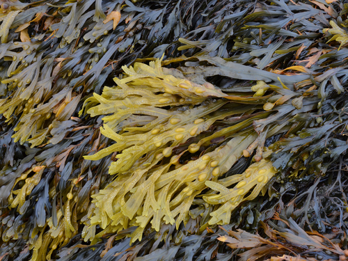 Fucus vesiculosus (Bladder Wrack) — photo