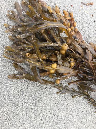 Fucus vesiculosus
