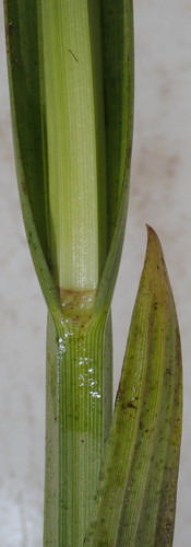 Fuirena umbellata — photo