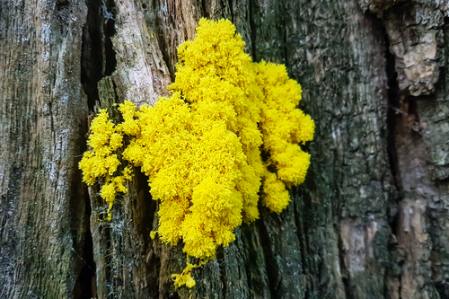 Fuligo septica (Scrambled egg slime) — photo