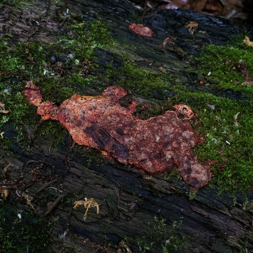 Fuligo septica (Scrambled egg slime) — photo