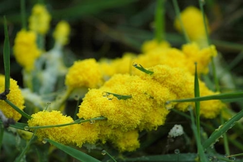 Physaraceae