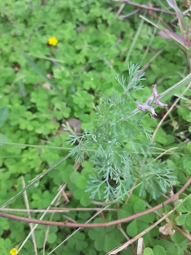 Fumaria indica (Indian fumitory) — photo