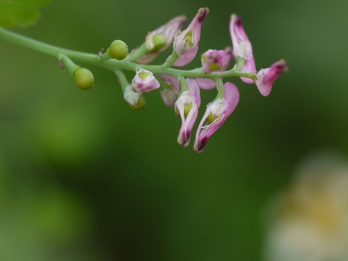 Fumaria indica (Indian fumitory) — photo
