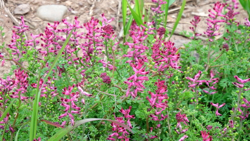 Fumaria officinalis (Fumitory) — photo