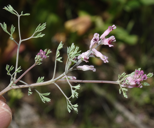 Fumaria vaillantii — photo