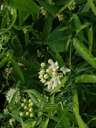 Funastrum clausum (White twinevine) — photo