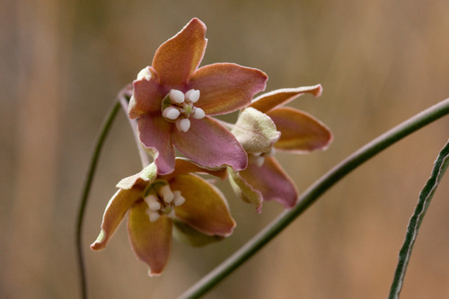 Funastrum crispum (Wavy-leaf Milkweed vine) — photo