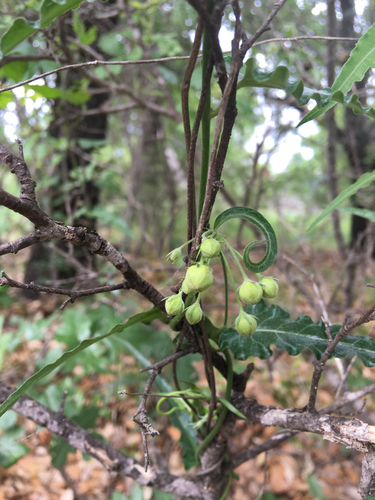 Funastrum crispum (Wavy-leaf Milkweed vine) — photo