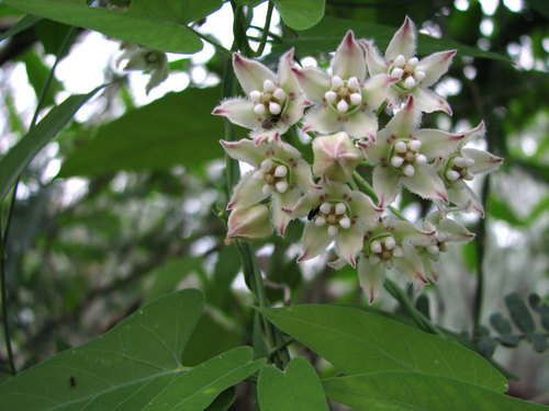 Funastrum cynanchoides